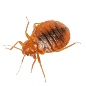 Απολύμανση για κοριούς στον Βύρωνα τιμές