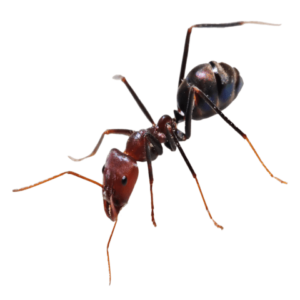 Απολύμανση και απεντόμωση μυρμηγκιών στην Βουλιαγμένη