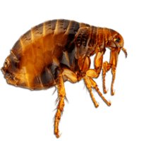 Απολύμανση και απεντόμωση ψύλλων στον Ταύρο