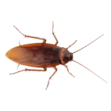 Απεντομώσεις Ίλιον για κατσαρίδες