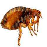 Απεντομώσεις Ίλιον για ψύλλους με φθηνές τιμές