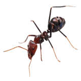 Απεντομώσεις Άγιος Δημήτριος για μυρμήγκια